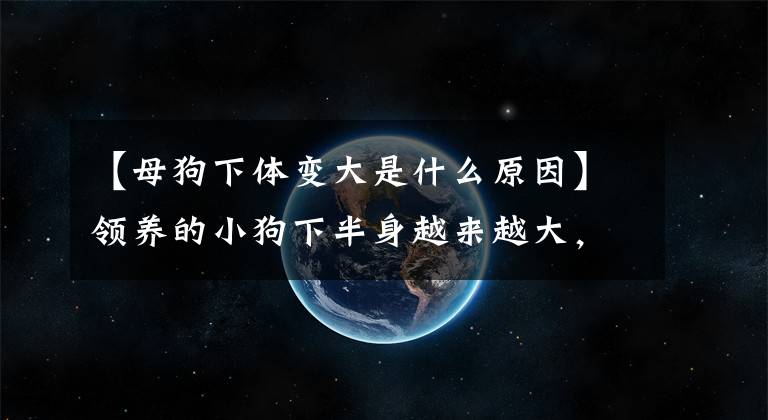 【母狗下体变大是什么原因】领养的小狗下半身越来越大，医生出的价格真的负担不起！