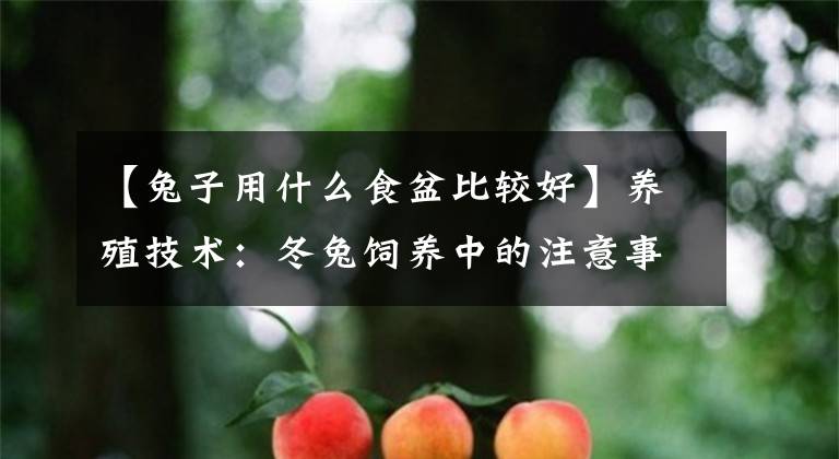 【兔子用什么食盆比较好】养殖技术：冬兔饲养中的注意事项