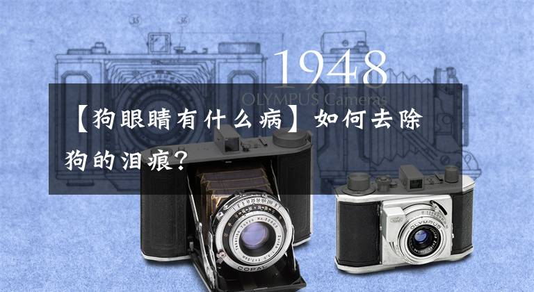 【狗眼睛有什么病】如何去除狗的泪痕？