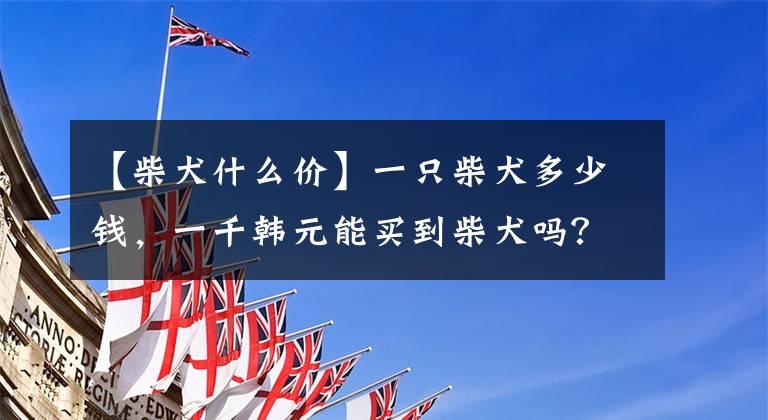 【柴犬什么价】一只柴犬多少钱，一千韩元能买到柴犬吗？