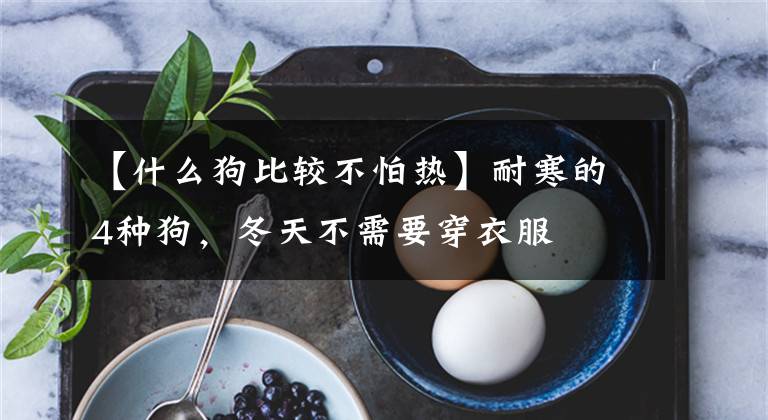 【什么狗比较不怕热】耐寒的4种狗，冬天不需要穿衣服
