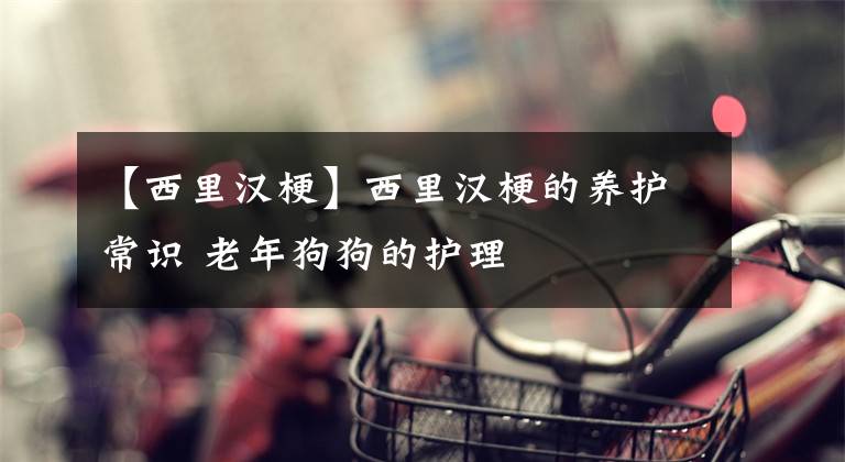 【西里汉梗】西里汉梗的养护常识 老年狗狗的护理