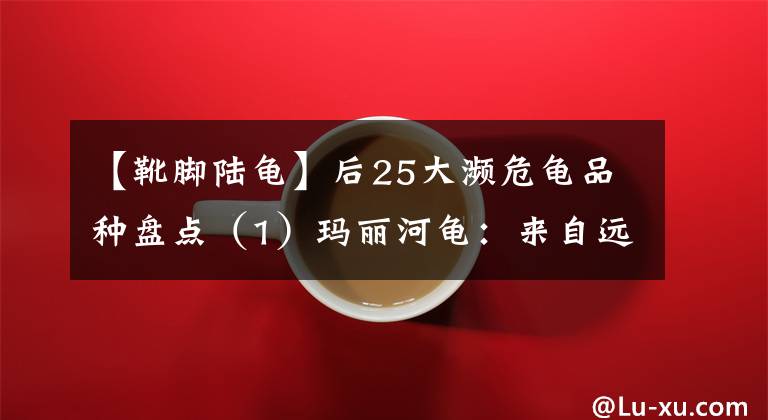 【靴脚陆龟】后25大濒危龟品种盘点（1）玛丽河龟：来自远古的“嬉皮士” ……