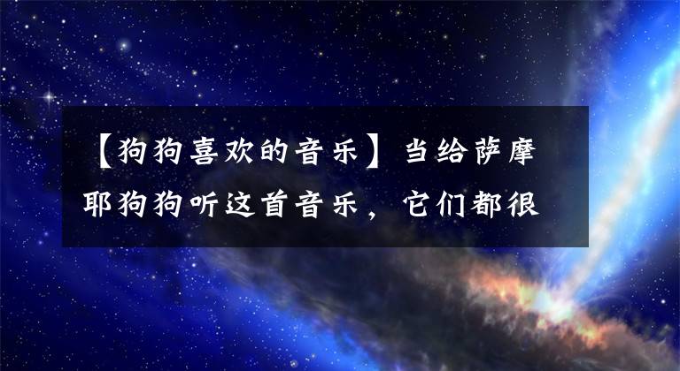 【狗狗喜欢的音乐】当给萨摩耶狗狗听这首音乐，它们都很不自觉的动起来了