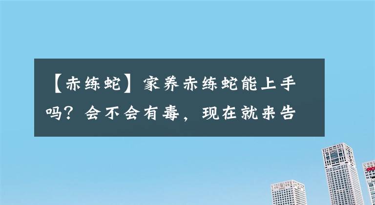 【赤练蛇】家养赤练蛇能上手吗？会不会有毒，现在就来告诉你！