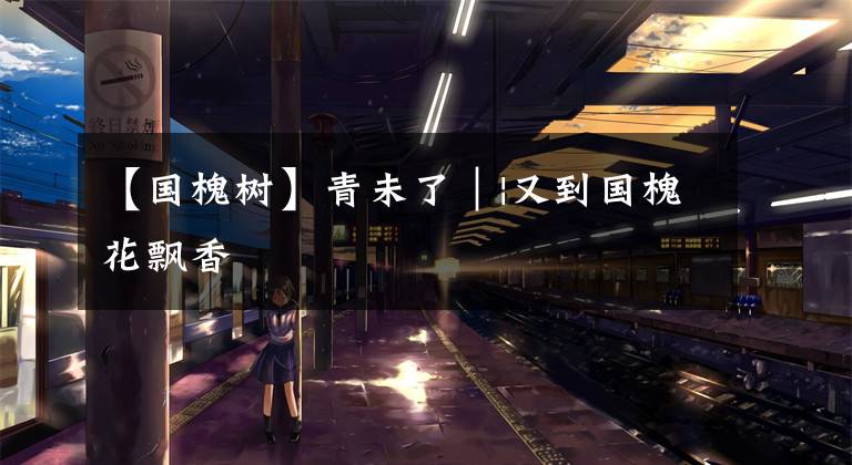 【国槐树】青未了｜|又到国槐花飘香