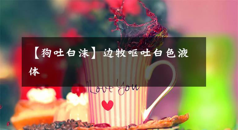 【狗吐白沫】边牧呕吐白色液体