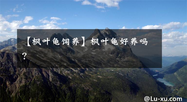 【枫叶龟饲养】枫叶龟好养吗？