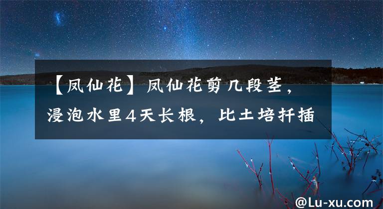 【凤仙花】凤仙花剪几段茎，浸泡水里4天长根，比土培扦插繁殖快多了
