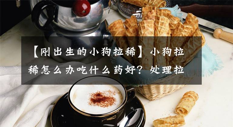 【刚出生的小狗拉稀】小狗拉稀怎么办吃什么药好？处理拉稀应该采取的4大措施参考
