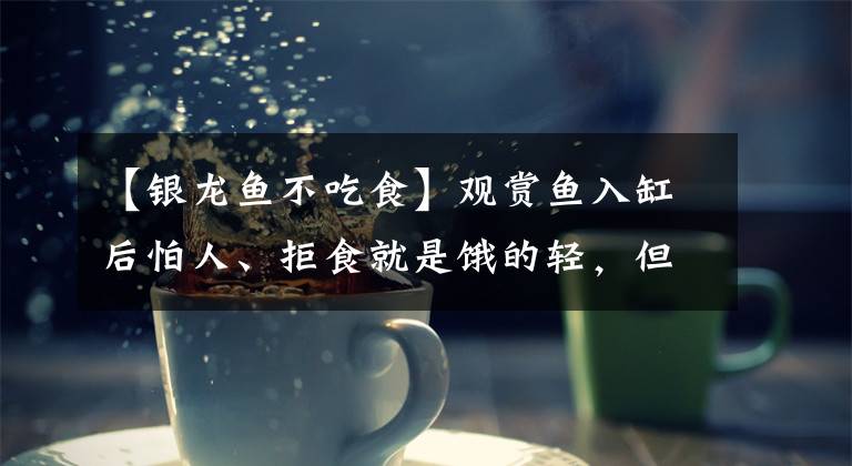 【银龙鱼不吃食】观赏鱼入缸后怕人、拒食就是饿的轻，但是也需要以下招数来应对