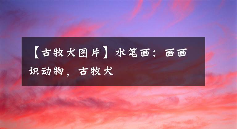 【古牧犬图片】水笔画：画画识动物，古牧犬
