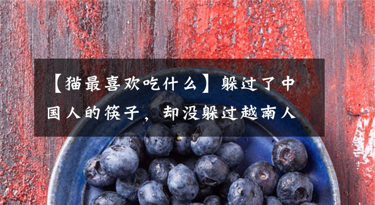 【猫最喜欢吃什么】躲过了中国人的筷子，却没躲过越南人的刀子，越南人为何爱吃猫？