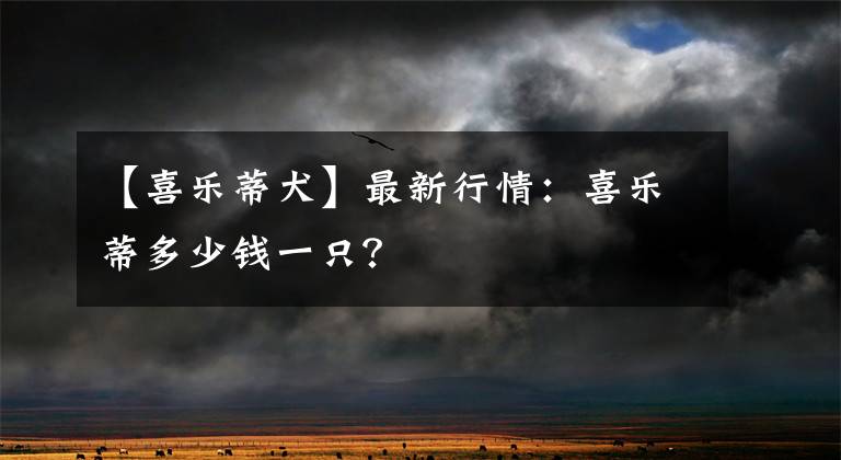 【喜乐蒂犬】最新行情：喜乐蒂多少钱一只？
