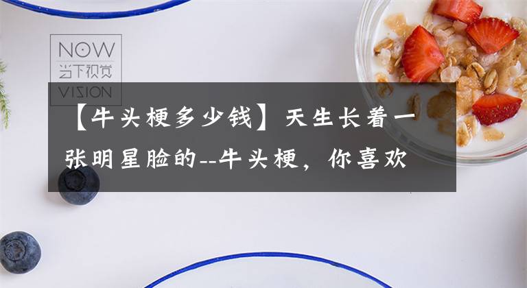 【牛头梗多少钱】天生长着一张明星脸的--牛头梗，你喜欢吗？