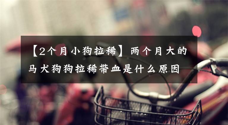【2个月小狗拉稀】两个月大的马犬狗狗拉稀带血是什么原因呢?