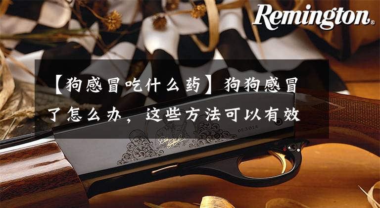 【狗感冒吃什么药】狗狗感冒了怎么办，这些方法可以有效治疗
