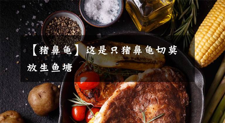【猪鼻龟】这是只猪鼻龟切莫放生鱼塘