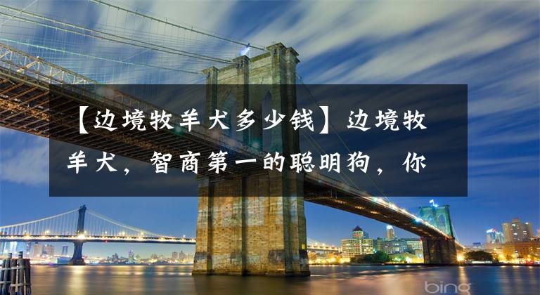 【边境牧羊犬多少钱】边境牧羊犬，智商第一的聪明狗，你喜欢吗