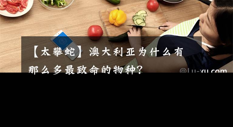 【太攀蛇】澳大利亚为什么有那么多最致命的物种？
