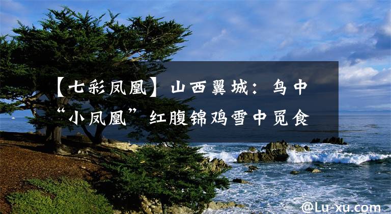 【七彩凤凰】山西翼城：鸟中“小凤凰”红腹锦鸡雪中觅食