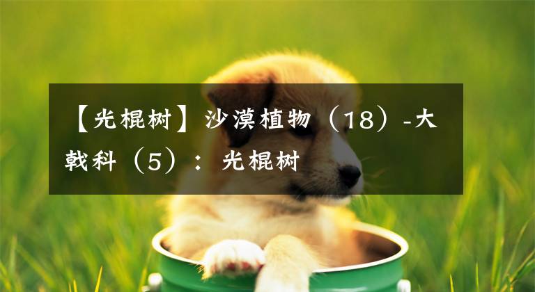 【光棍树】沙漠植物（18）-大戟科（5）：光棍树
