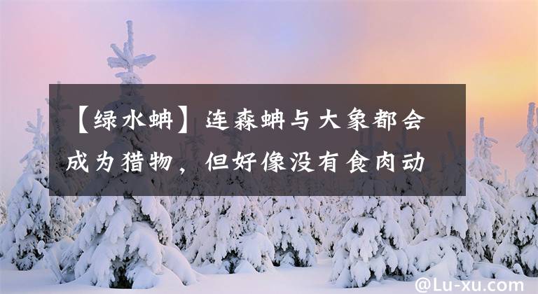 【绿水蚺】连森蚺与大象都会成为猎物，但好像没有食肉动物会捕食骆驼？