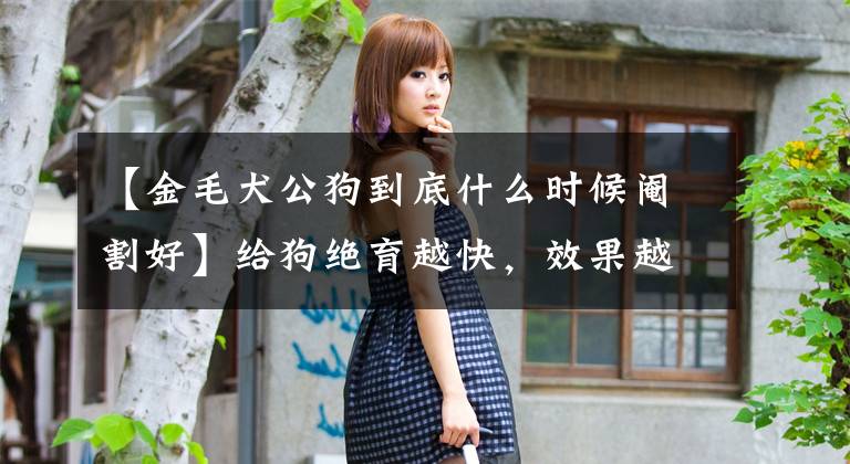 【金毛犬公狗到底什么时候阉割好】给狗绝育越快，效果越好！最好在性爱成熟之前做！