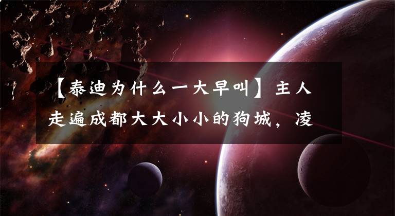 【泰迪为什么一大早叫】主人走遍成都大大小小的狗城，凌晨5点起床找狗