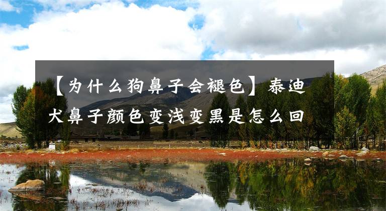 【为什么狗鼻子会褪色】泰迪犬鼻子颜色变浅变黑是怎么回事？