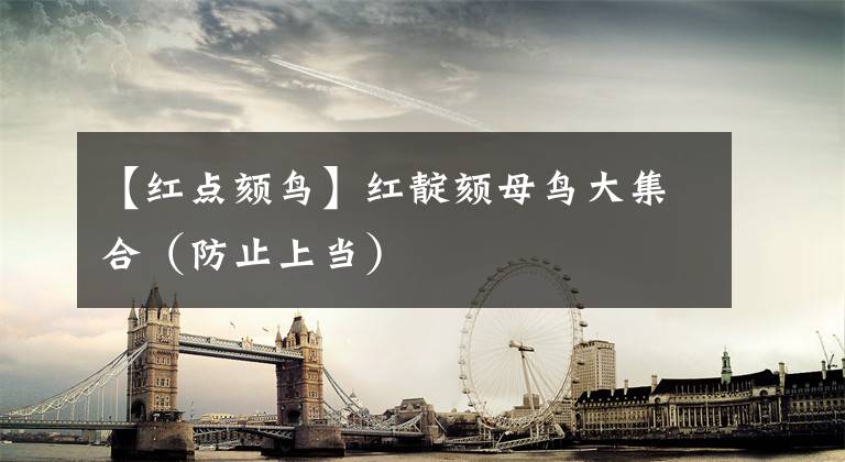 【红点颏鸟】红靛颏母鸟大集合（防止上当）