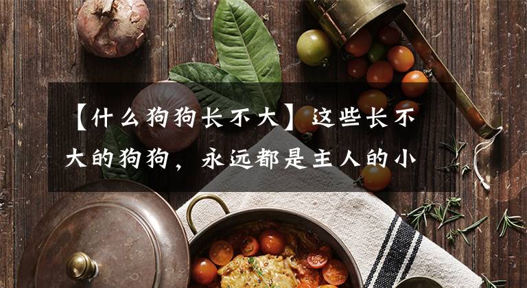 【什么狗狗长不大】这些长不大的狗狗，永远都是主人的小可爱，你家的狗狗在里面吗？