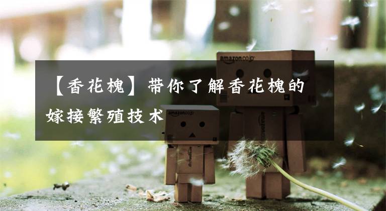 【香花槐】带你了解香花槐的嫁接繁殖技术