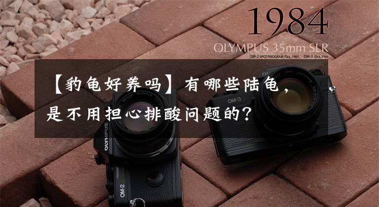 【豹龟好养吗】有哪些陆龟，是不用担心排酸问题的？