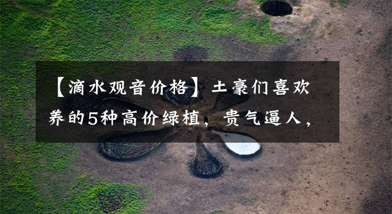 【滴水观音价格】土豪们喜欢养的5种高价绿植，贵气逼人，养一盆高雅又大气