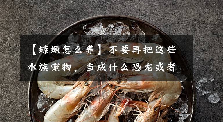 【蝾螈怎么养】不要再把这些水族宠物，当成什么恐龙或者娃娃鱼了，不是一个物种