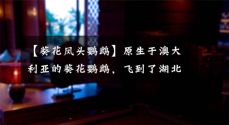 【葵花凤头鹦鹉】原生于澳大利亚的葵花鹦鹉，飞到了湖北省石家河遗址