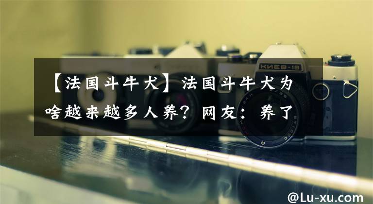 【法国斗牛犬】法国斗牛犬为啥越来越多人养？网友：养了就不想换狗了