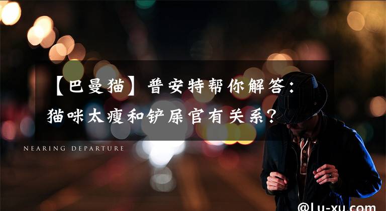 【巴曼猫】普安特帮你解答：猫咪太瘦和铲屎官有关系？