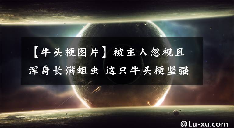 【牛头梗图片】被主人忽视且浑身长满蛆虫 这只牛头梗坚强地活了下来
