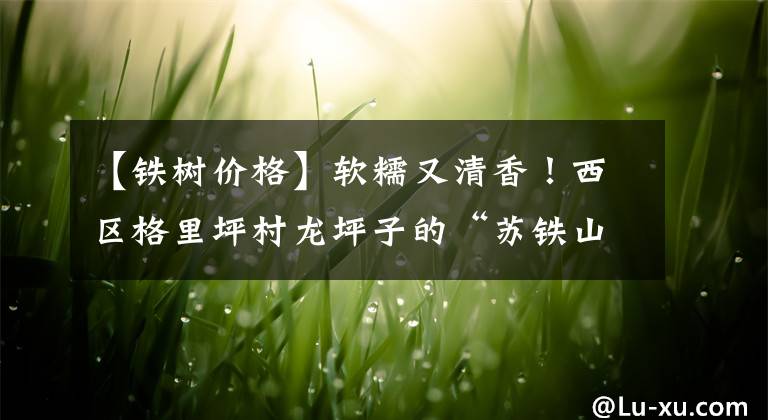 【铁树价格】软糯又清香！西区格里坪村龙坪子的“苏铁山药”开挖啦！