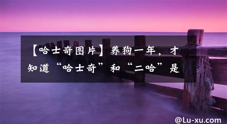 【哈士奇图片】养狗一年，才知道“哈士奇”和“二哈”是有区别的