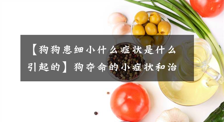 【狗狗患细小什么症状是什么引起的】狗夺命的小症状和治疗方法之一。
