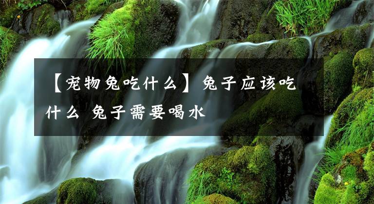 【宠物兔吃什么】兔子应该吃什么 兔子需要喝水