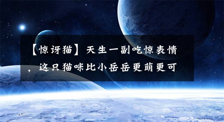 【惊讶猫】天生一副吃惊表情，这只猫咪比小岳岳更萌更可爱！