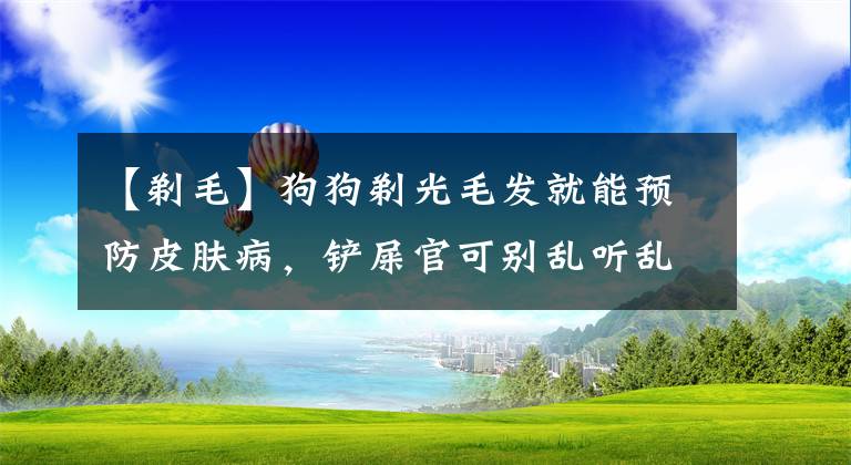 【剃毛】狗狗剃光毛发就能预防皮肤病，铲屎官可别乱听乱信，驱虫才是关键