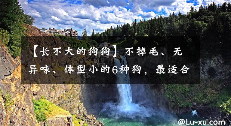 【长不大的狗狗】不掉毛、无异味、体型小的6种狗，最适合养在城市里