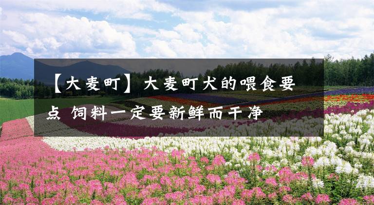 【大麦町】大麦町犬的喂食要点 饲料一定要新鲜而干净