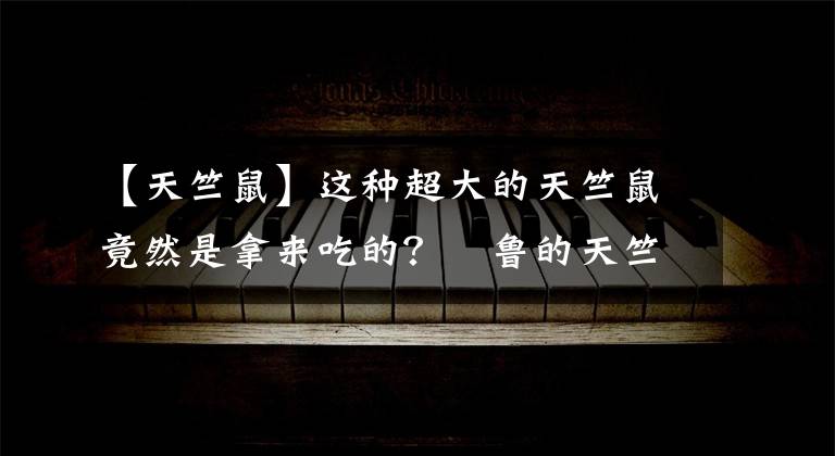 【天竺鼠】这种超大的天竺鼠竟然是拿来吃的？祕鲁的天竺鼠节让人叹为观止！
