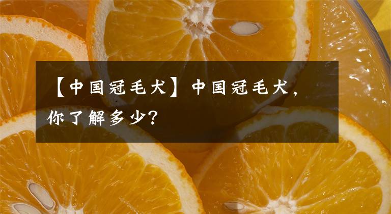 【中国冠毛犬】中国冠毛犬，你了解多少？
